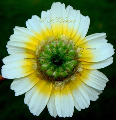  Capitulum - See involucre